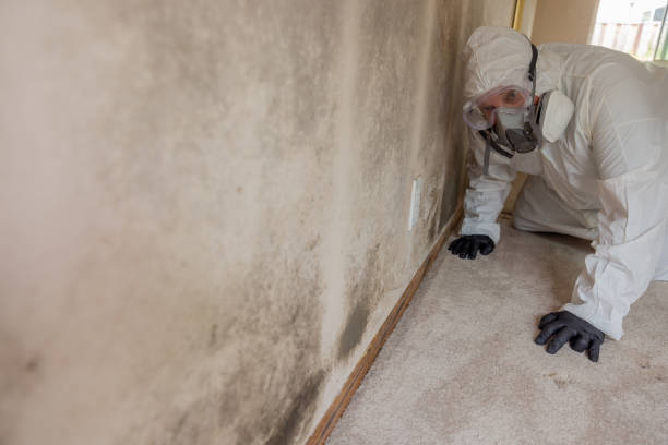 Best Commercial Mold Inspection  in Lemay, MO